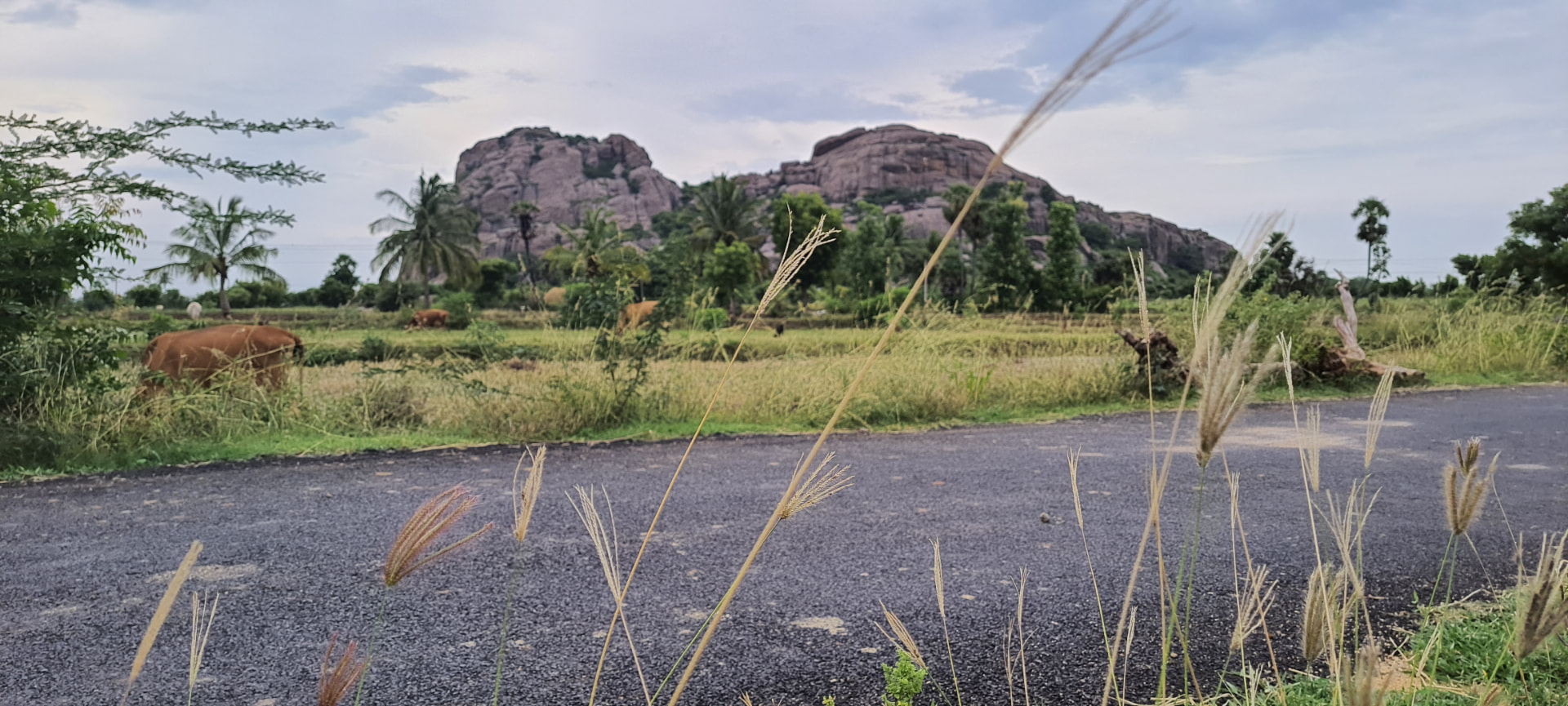 Wide village landscape with fields, grazing cattle, palm trees, and a rocky hill