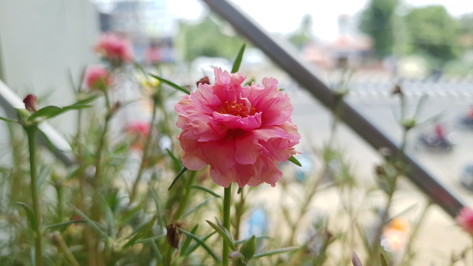 Close-up photograph of a layered pink flower against a softly blurred background