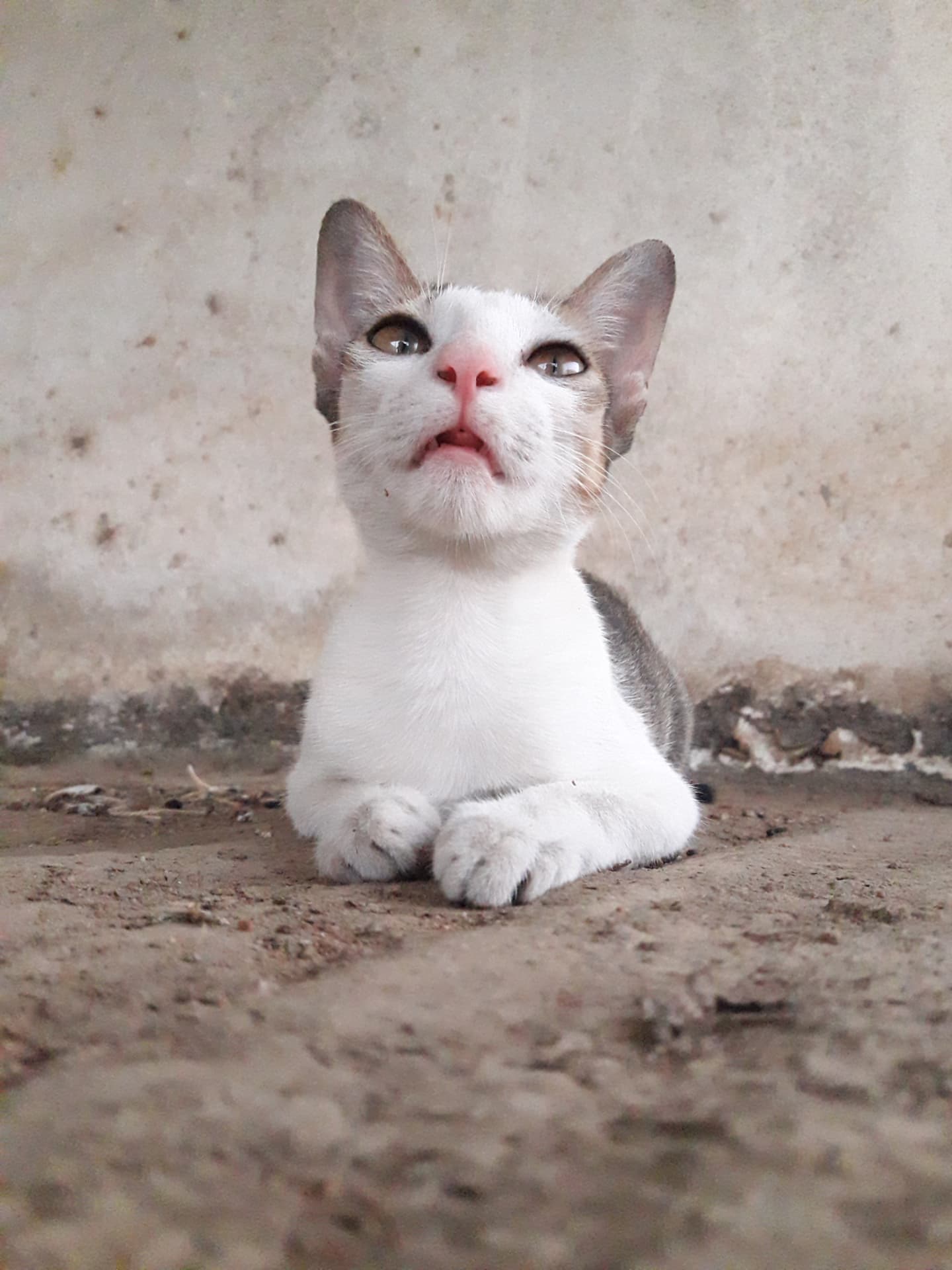 Low-angle portrait of a white and grey cat resting with its paws together